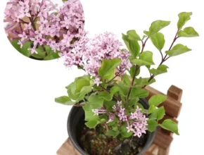 라일락화분 Top 7 모아보기