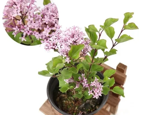 라일락화분 Top 7 모아보기