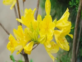 황철쭉 구매 리뷰